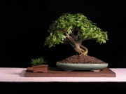 Korean Privet